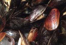 million dollar mussels